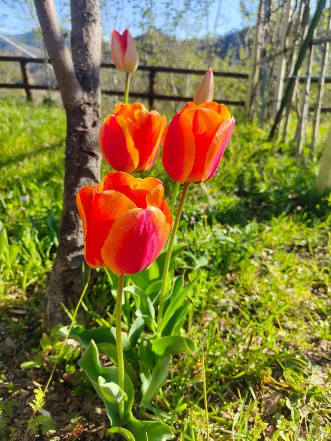 La Valle Fiorita Soviore Eksteriør billede